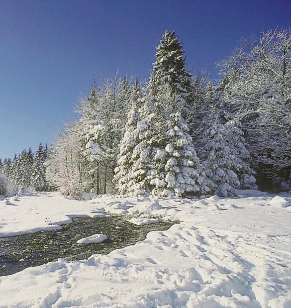 Camping De Binnenvaart Superior Chalet Aan de Wolfsberg Ngoại thất bức ảnh